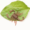 A realistic plastic bug set featuring a brown centipede or scorpion resting on a green leaf.