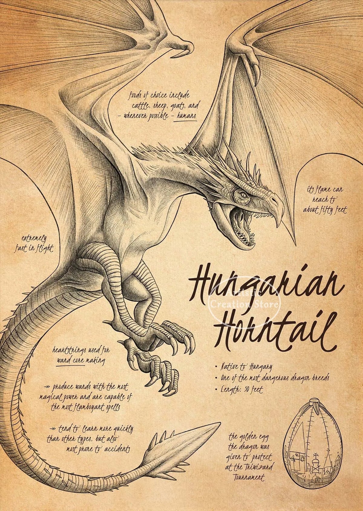 A detailed pencil drawing of a Hungarian Horntail dragon, showing its anatomy and features.