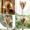 Bouquet de queues de lapin de pampas séchées dans un vase en verre avec des plumes brun clair et crème