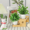 A set of four mini artificial bonsai plants in white pots displayed on a wooden stand with a white cat figurine.