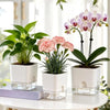 A white self-watering planter holds pink orchids on a glass base, displayed indoors.