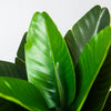 Una hoja de plátano artificial verde vibrante con una vena central prominente.