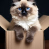 A fluffy, blue-eyed orange Persian kitten sits inside a cardboard box.