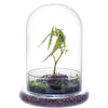 A glass cloche terrarium containing a small plant growing in soil on a wooden base.