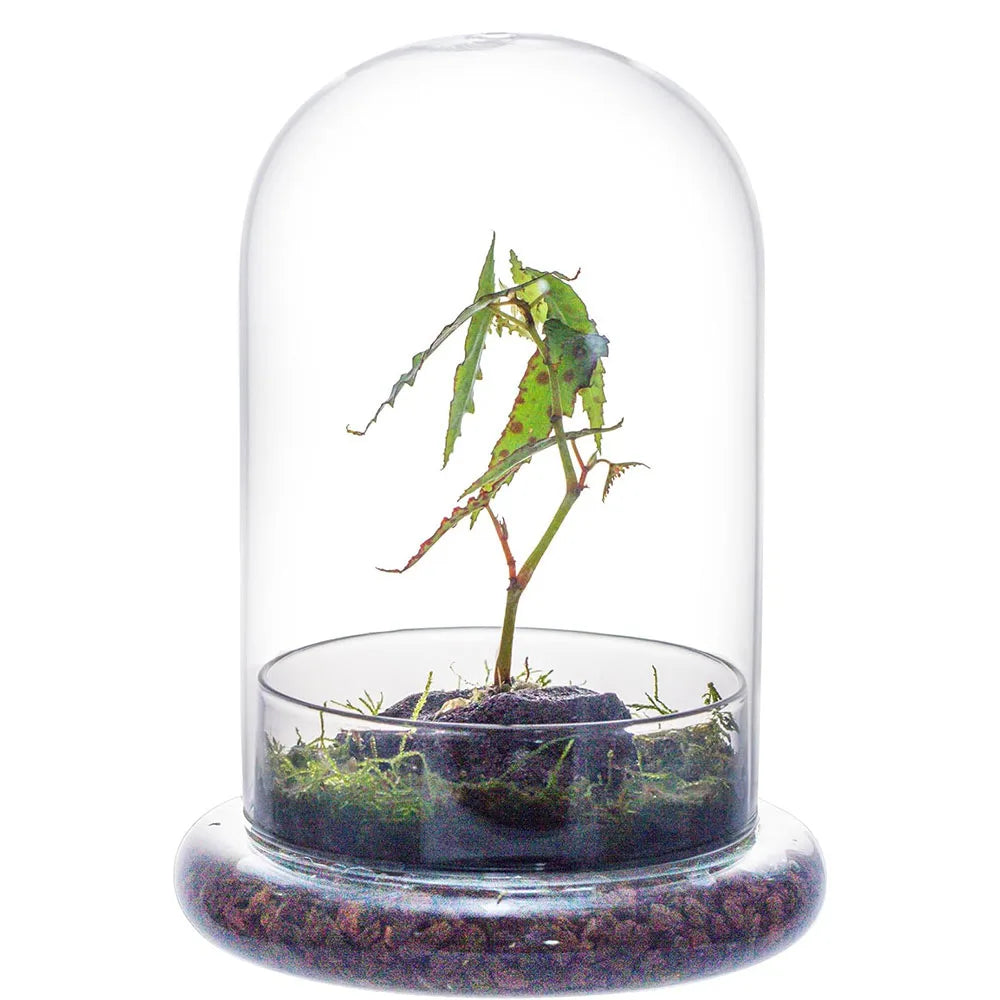 A glass cloche terrarium containing a small plant growing in soil on a wooden base.