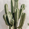 A succulent plant with vertical ribs and light green to gray-green coloration growing against a white textured wall.