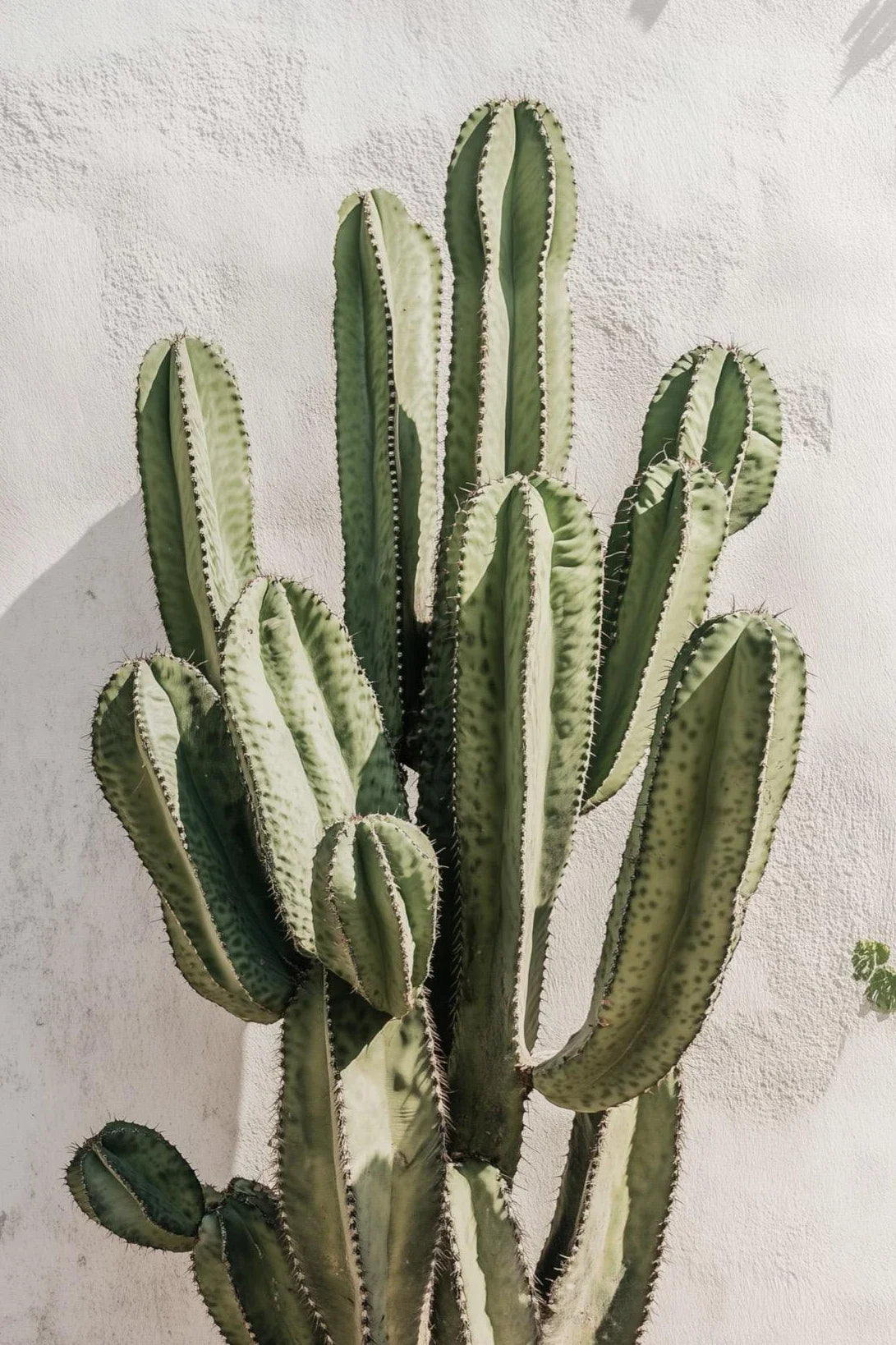 A succulent plant with vertical ribs and light green to gray-green coloration growing against a white textured wall.