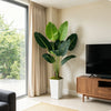 Artificial Bird of Paradise plant in a white planter on a wooden cabinet next to a large window.