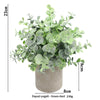 A potted green dust plant in a rustic gray pot, measuring 23cm high.