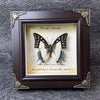 A framed piece of art featuring a butterfly specimen with text that reads I had not seen the sun I could have borne the shade