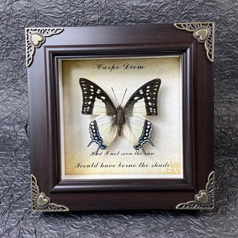 A framed piece of art featuring a butterfly specimen with text that reads I had not seen the sun I could have borne the shade