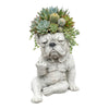 Sculpture de la tête d'un bouledogue français ornée de succulentes et de feuillage vert.