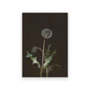 A close-up photograph of a dandelion seed head on a stem against a dark background.