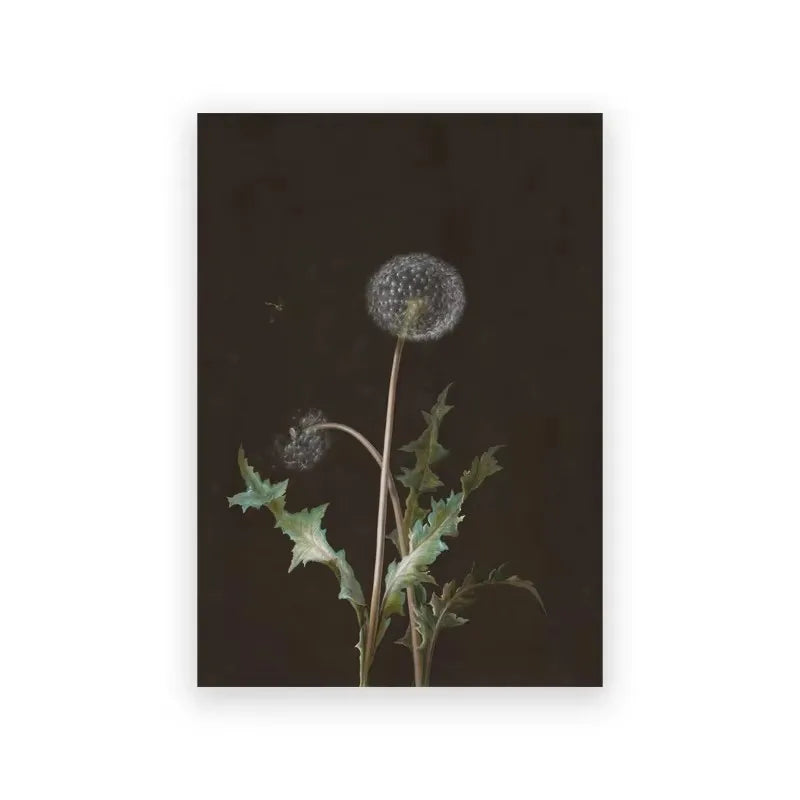 A close-up photograph of a dandelion seed head on a stem against a dark background.