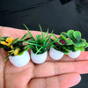 A set of miniature potted plants with green leaves and yellow flowers in white ceramic pots.