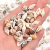 Natural Sea Snail Shell Beads for DIY Jewelry Making