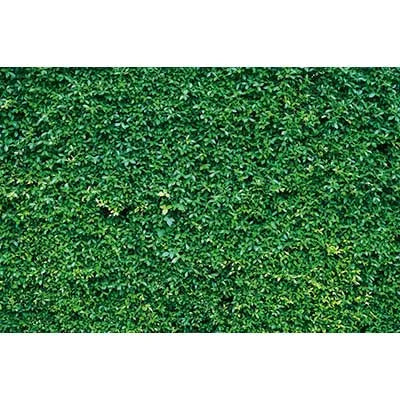 Dense, vibrant green tropical jungle leaf photography backdrop for parties and studio shoots