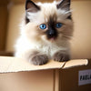 A fluffy, light cream and gray kitten with blue eyes sits on a cardboard box.