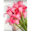 A bouquet of five vibrant pink calla lily stems with green leaves.
