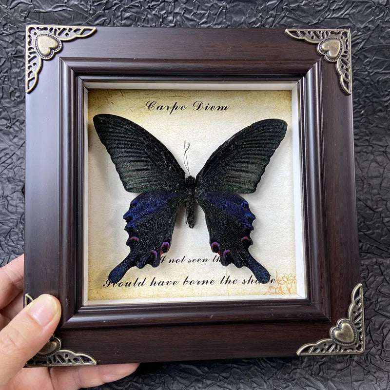 A dark butterfly specimen is displayed in a wooden frame with gold accents, featuring the text Carpe Diem.