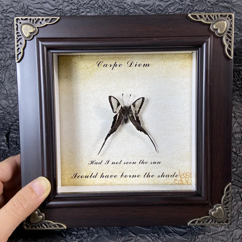 A framed piece of art featuring a dried butterfly specimen with text that reads I could have borne the shade.