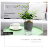 A small gray transparent basin holding a green plant on a glass, set on a light green table.