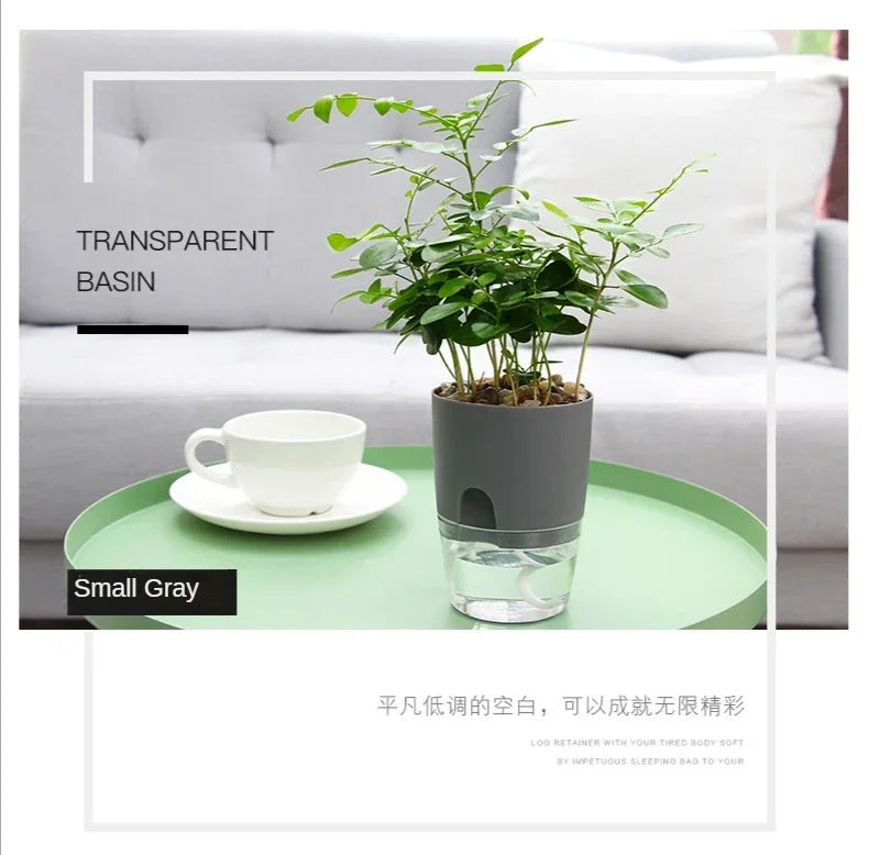 A small gray transparent basin holding a green plant on a glass, set on a light green table.