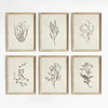 A set of six framed botanical line drawings on canvas prints with light beige backgrounds and natural wood frames.
