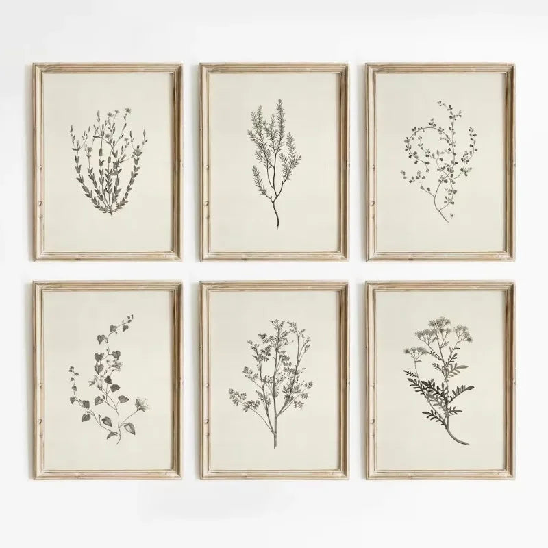 A set of six framed botanical line drawings on canvas prints with light beige backgrounds and natural wood frames.