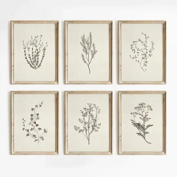 A set of six framed botanical line drawings on canvas prints with light beige backgrounds and natural wood frames.