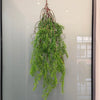 Artificial hanging ivy vine with reddish roots displayed in a glass frame.