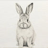A realistic drawing of a small, fluffy rabbit with large ears looking directly at the viewer.