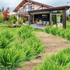 Two artificial Boston fern bushes planted in a garden bed next to a modern house.