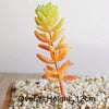 Artificial Succulent Bonsai for Desk & Home Decor
