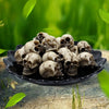 A set of realistic skull figurines displayed on a dark plate against a blurred green background.