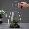 A hand holds a glass lid above a clear glass vase containing moss and small green plants.