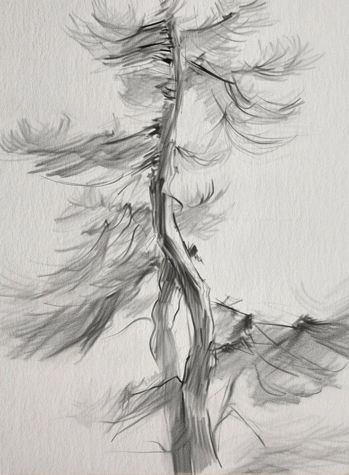 A charcoal sketch of a bare tree with fine branches against a light background.
