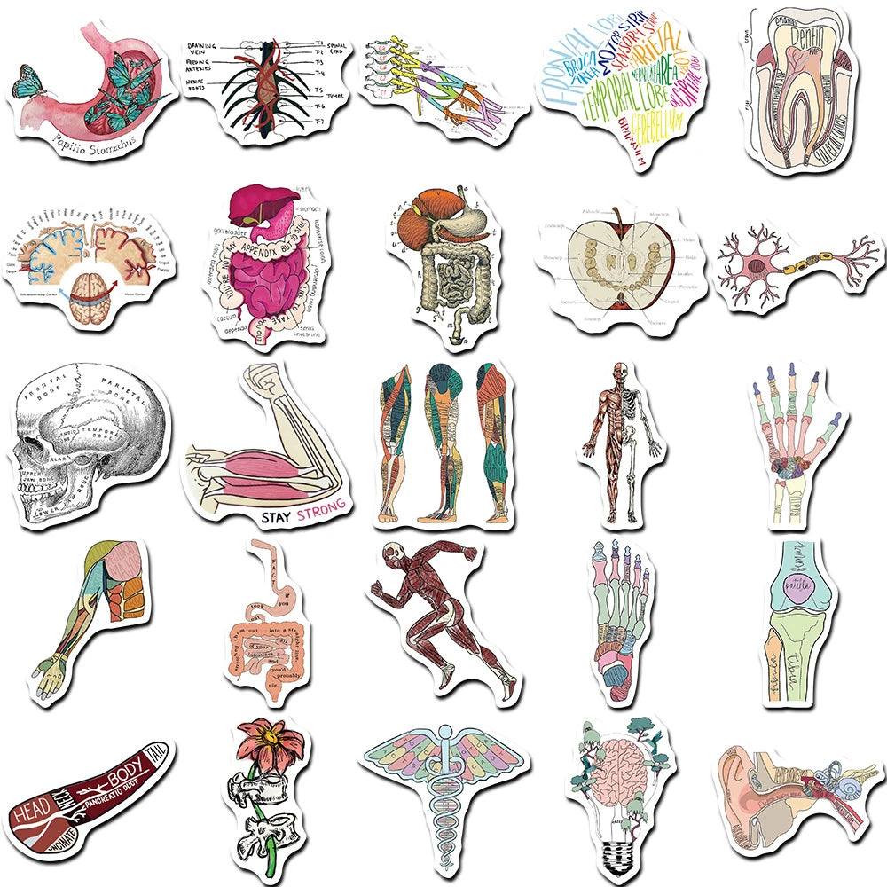 A set of anatomy and physiology stickers featuring various skeletal, muscular, and organ illustrations.