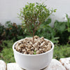 A potted miniature tree with green leaves and brown branches sits in a white pot on a light surface.