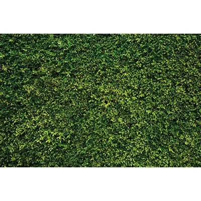 Dense, vibrant green tropical jungle leaf photography backdrop for parties and studio shoots