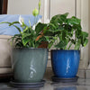 A large, blue ceramic planter holding a vibrant green Monstera plant on a saucer.