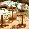 A glass hydroponic terrarium vase with a wooden stand holds green plants on a wooden table.