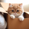 A fluffy orange Persian kitten peeks out from a cardboard box.