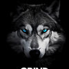 A close-up portrait of a wolf with striking blue eyes against a black background, featuring the word GRIND below.