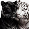 A close-up portrait of a black tiger and a white tiger touching noses against a white background.