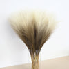 A bundle of dried ornamental grass with feathery plumes in shades of beige and brown.