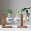 A glass bulb planter with roots is displayed on a wooden stand for desk
