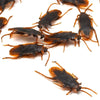 Several plastic cockroach gag toys are scattered on a white background.