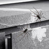 Two realistic spiders crawling on a gray stone surface, used as horror decor.