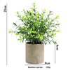 A potted bamboo cypress plant in a rustic pot, measuring 25cm high.
